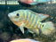 * Cichlids * Mesoheros Festae (Red Terror)  10-14cm