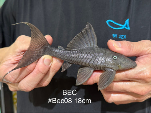 * Pleco *  Blue Eye Cochlidon (BEC) 18cm #Bec08 (Actual piece)
