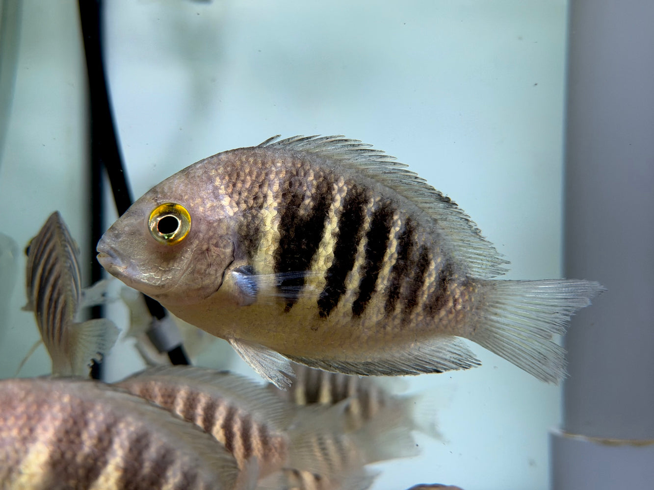 * Cichlids * Etroplus canarensis (Canara Pearlspot cichlid)