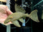 * Pleco * L330 (Watermelon Pleco) Full Spotted 23cm #33010