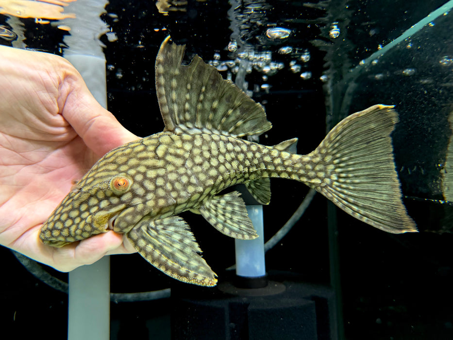 * Pleco * L330 (Watermelon Pleco) Full Spotted 23cm #33010