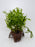 * Plants* Java Fern on Round coconut husk (cave) #JFRC4