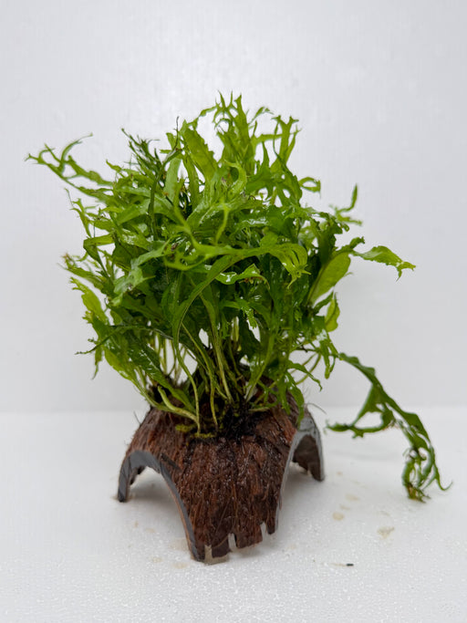 * Plants* Java Fern on Round coconut husk (cave) #JFRC4
