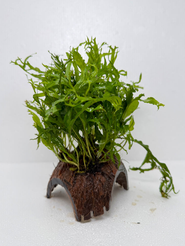 * Plants* Java Fern on Round coconut husk (cave) #JFRC4