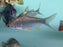 * Other Species * Barbonymus gonionotus (Javan Lemon Barb)