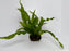 * Plants* Java Fern On Rock #JFR