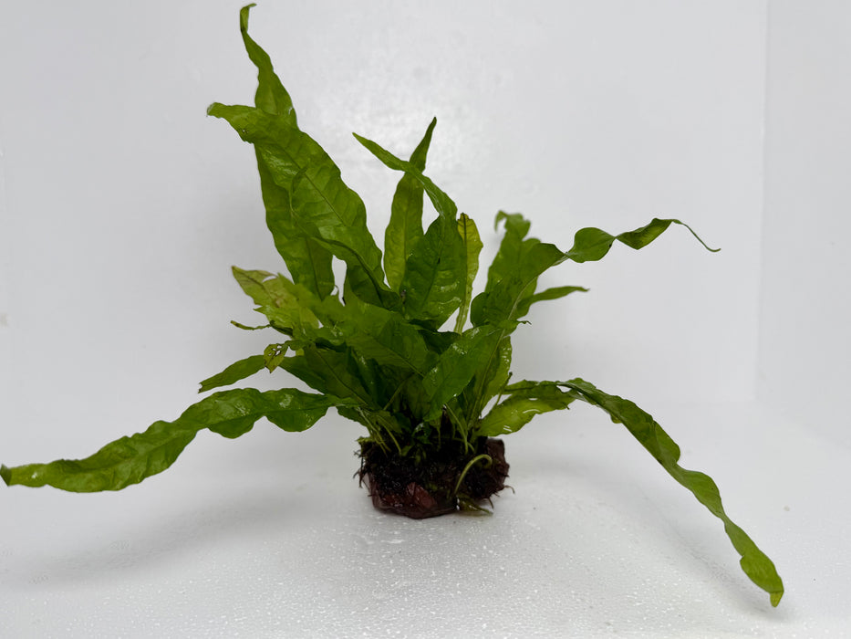 * Plants* Java Fern On Rock #JFR