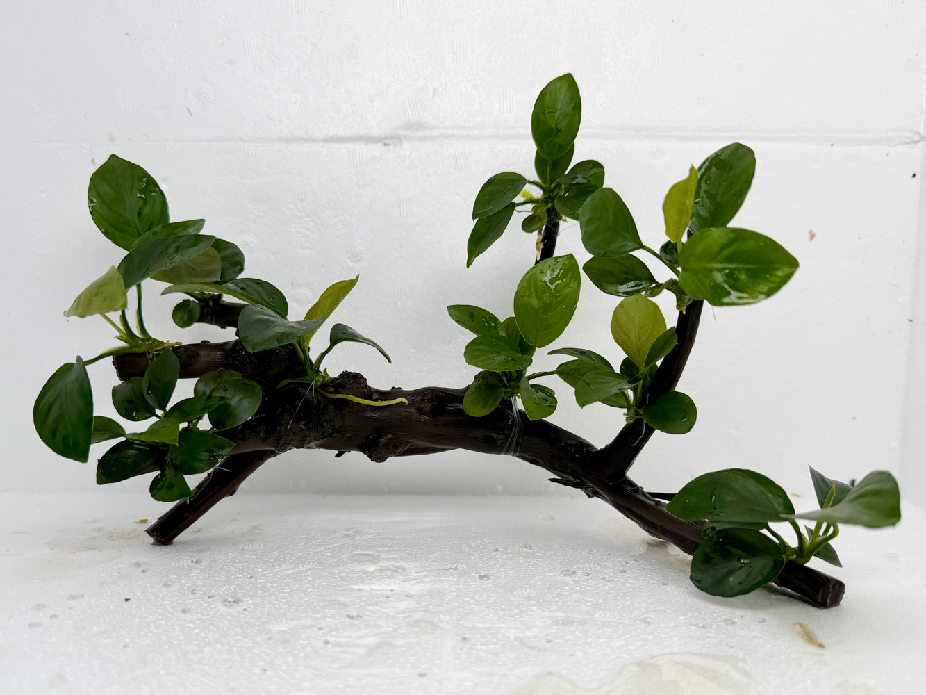 * Plants* Anubias Nana Bonsai #127