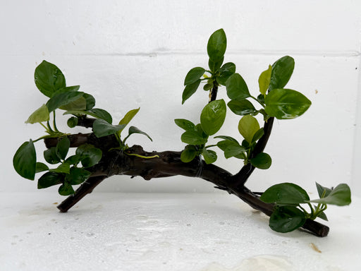* Plants* Anubias Nana Bonsai #127