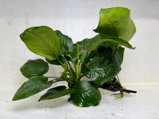 * Plants* Anubias Nana on Spider wood #24