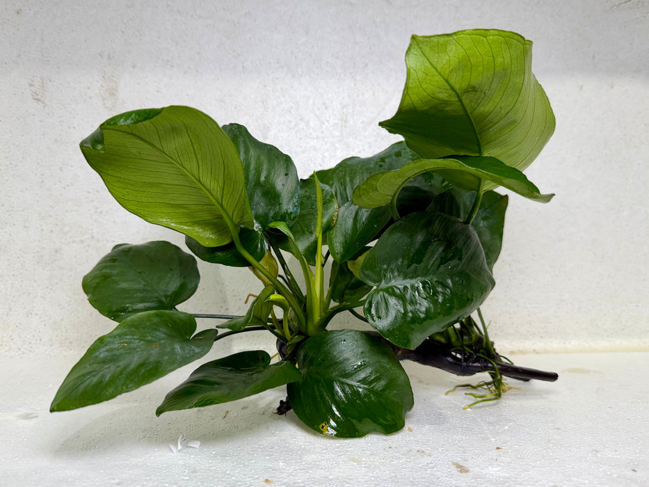 * Plants* Anubias Nana on Spider wood #24