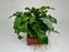 * Plants * Anubias Nana on Rock #31