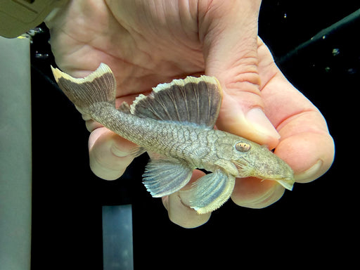 * Pleco *  Baryancistrus chrysolomus (L47 Mango Pleco) 10-12cm