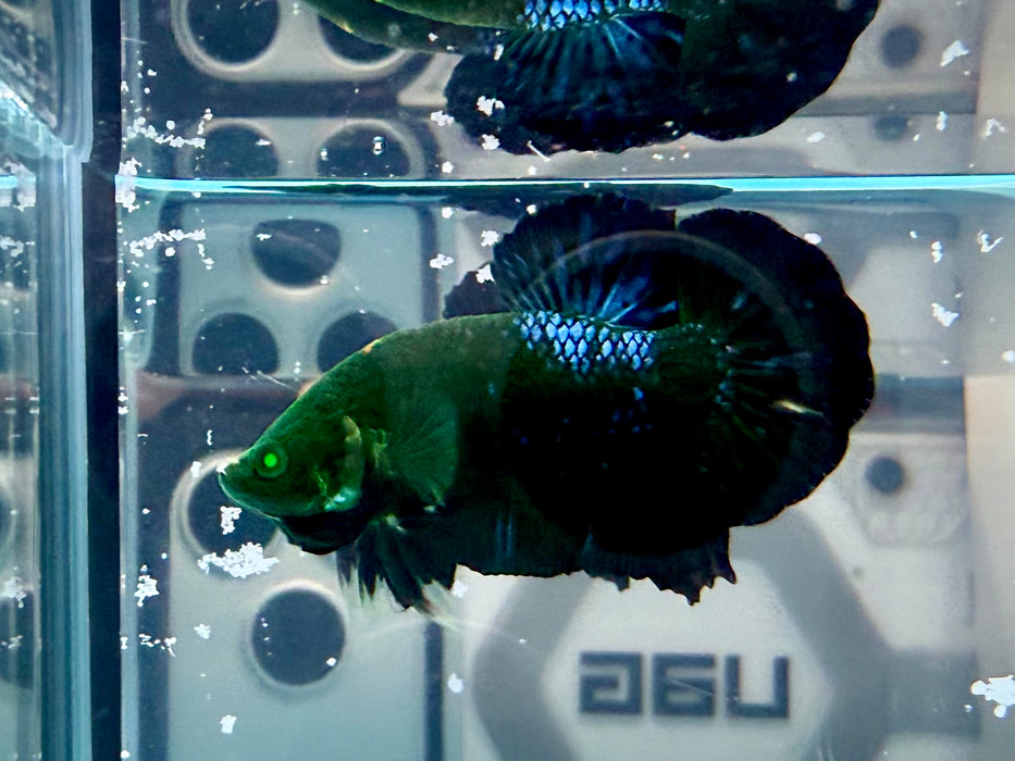 * Betta * HMPK (Actual Fish) #55