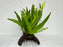 * Plants* Java Fern on Husk (Round) #JFHR