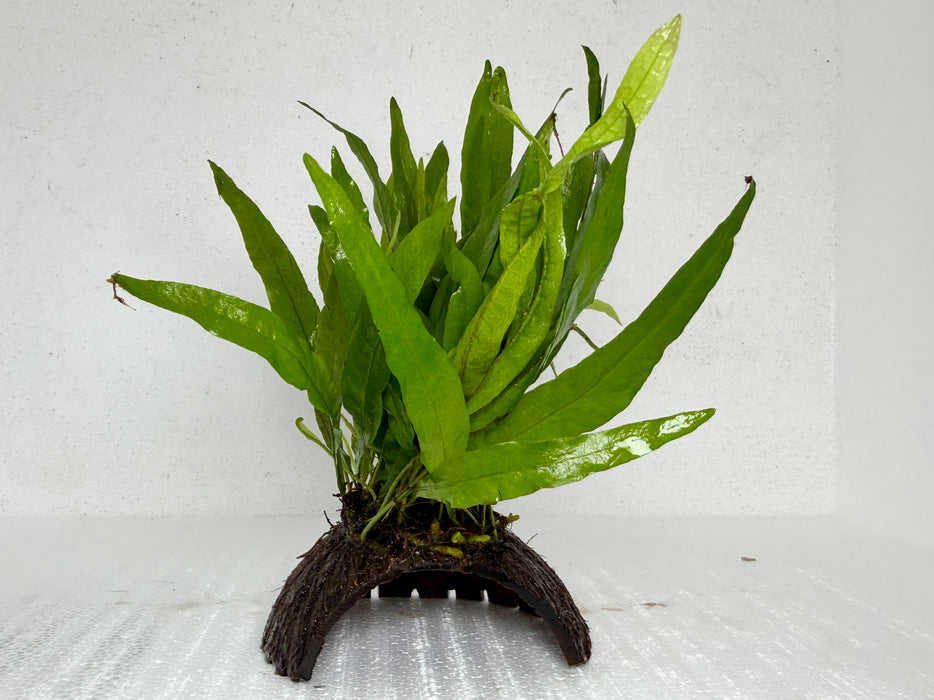 * Plants* Java Fern on Husk (Round) #JFHR