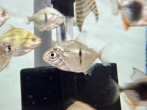 * Other Species * Myloplus Sauron (Thin Bar Hook) ERH (4-5cm)