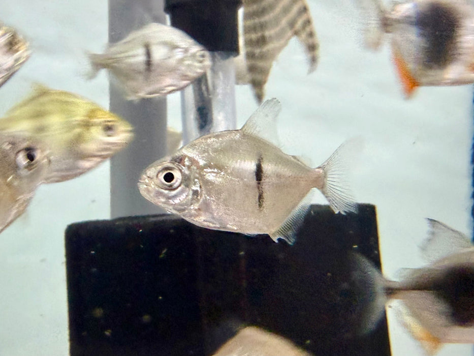 * Other Species * Myloplus Sauron (Thin Bar Hook) ERH (4-5cm)