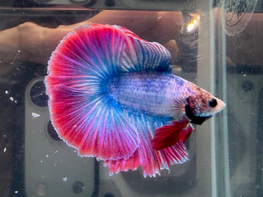 * Betta * Junior DTHM Doubletail Halfmoon (Actual Fish) #19