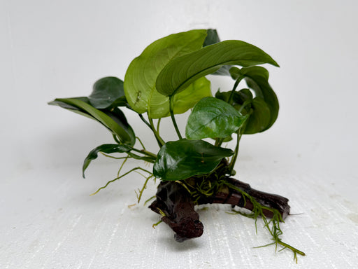 * Plants* Anubias Nana On Spiderwood #43