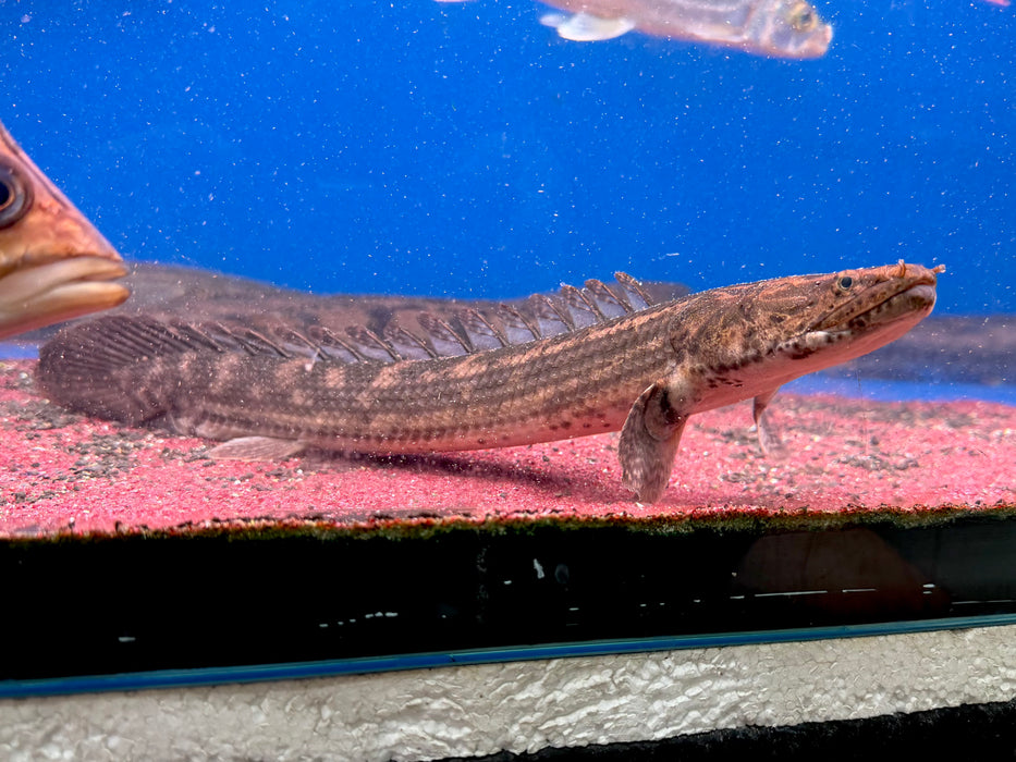 * Polypterus * Polypterus lapradei "Ughelli" WILD 42-50cm