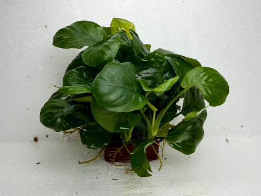 * Plants * Anubias Coin on Rock #43