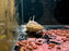 * Catfish *  Lophiosilurus Fowleri (Atas Jelly Catfish)