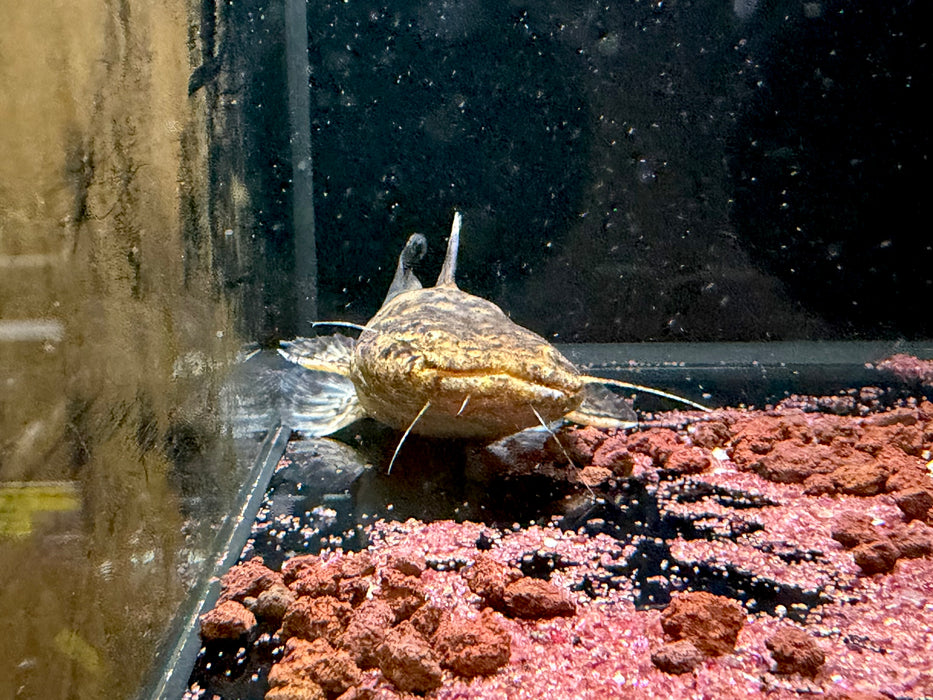 * Catfish *  Lophiosilurus Fowleri (Atas Jelly Catfish)