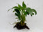 * Plants * Anubias Nana on Spiderwood #136