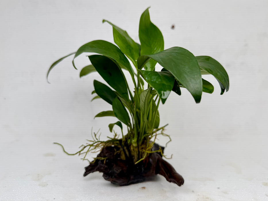 * Plants * Anubias Nana on Spiderwood #136