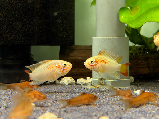 * Cichlids *  Apistogramma Viejita “Gold” (Pair)