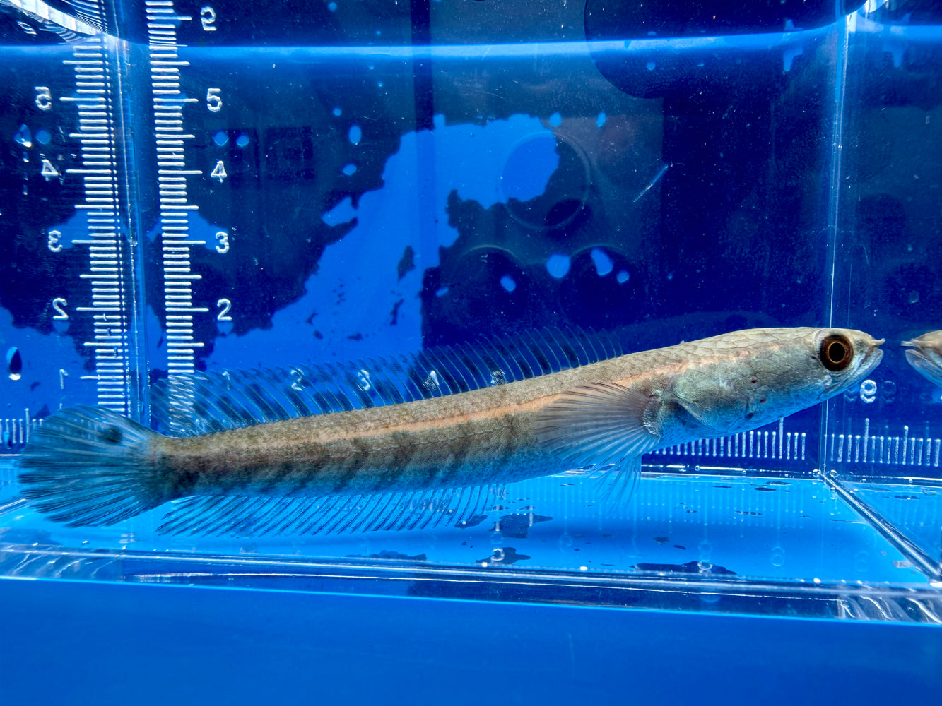 * Channa * Channa Marulioides Red Barito 9-10cm