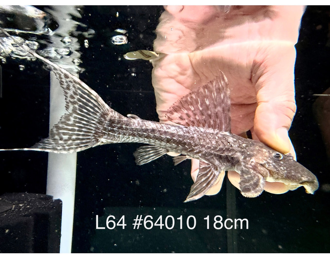 * Pleco * Pseudacanthicus sp. L64 (18cm) #64010 (Actual Piece)