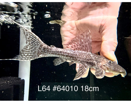 * Pleco * Pseudacanthicus sp. L64 (18cm) #64010 (Actual Piece)