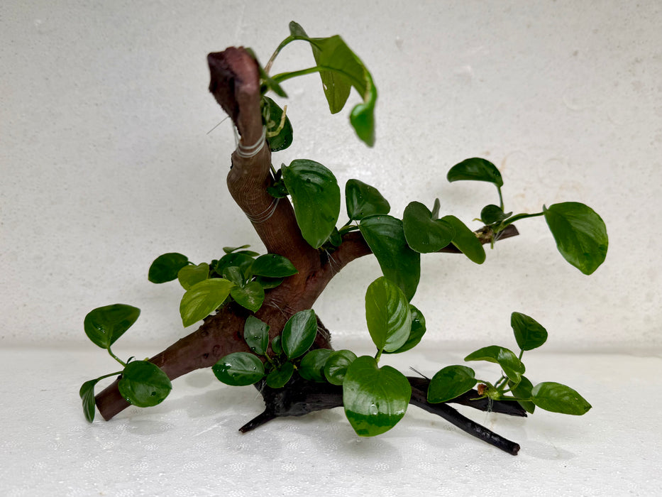 * Plants* Anubias Nana Bonsai #08