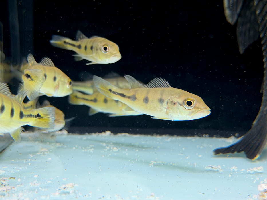 * Cichlid * Cichla Orinocensis (Orino Peacock Bass) 8-10cm