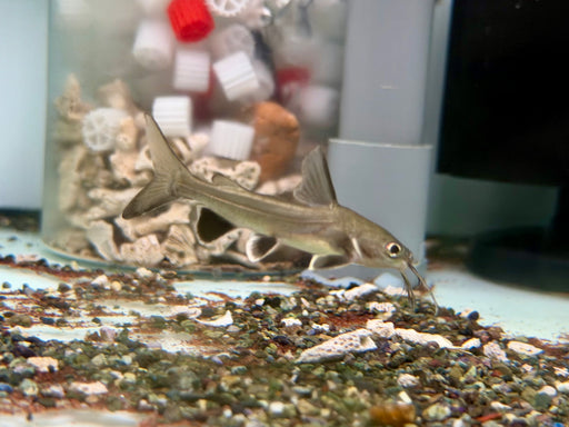 * Catfish * Ariopsis Seemanni (Colombian Shark Catfish) 6-8cm