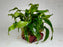 * Plants * Anubias Afzelli on Rock #36