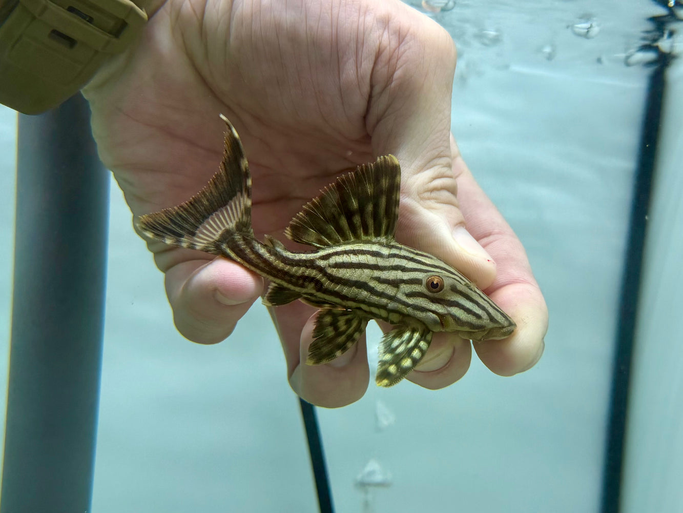 * Pleco * Panaque nigrolineatus (L190) 9-11cm