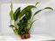 * Plants* Anubias Nana on Rock #03