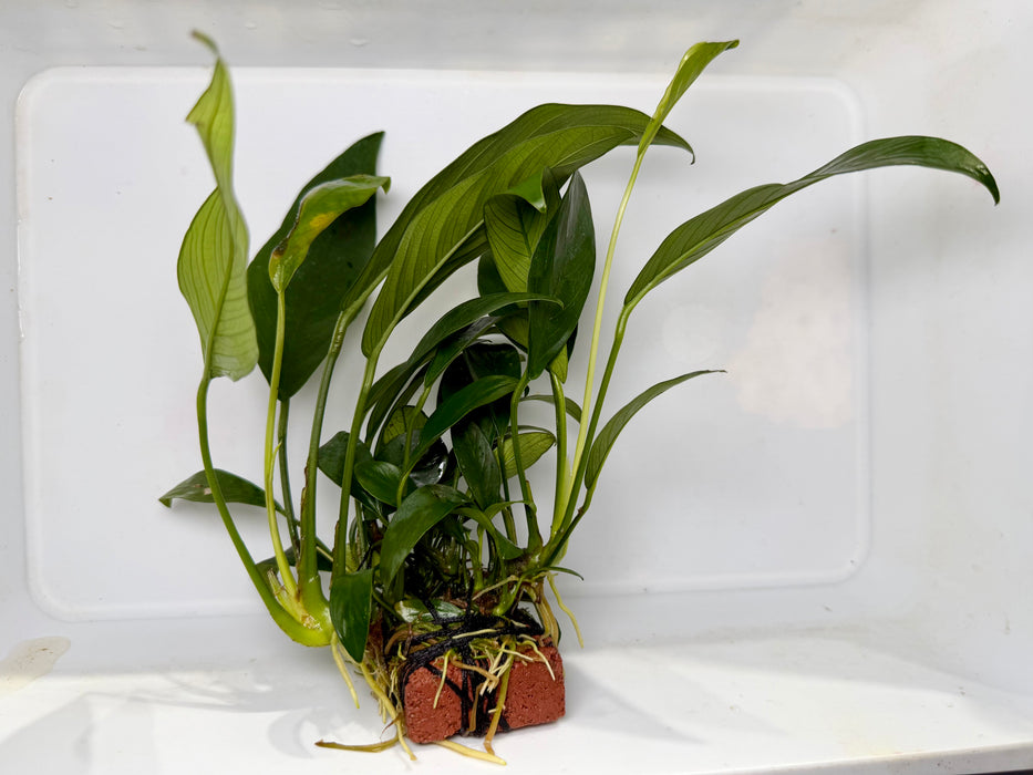 * Plants* Anubias Nana on Rock #03