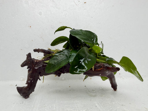 * Plants * Anubias Nana on Spiderwood #151