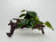 * Plants * Anubias Nana on Spiderwood #151