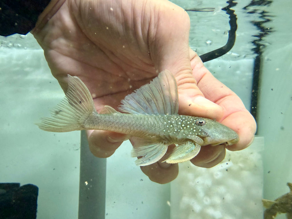 * Pleco *  Hemiancistrus subviridis (L200 Green Phantom) 9-11cm