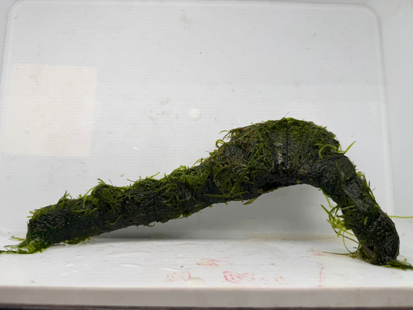 * Plants * Java Moss on Spiderwood #14