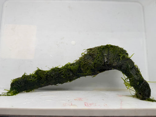 * Plants * Java Moss on Spiderwood #14