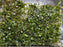 * Plants* Pelia Moss Loose #PML