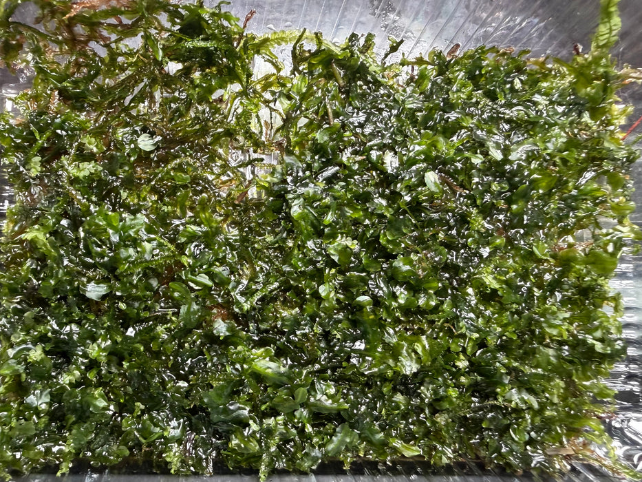 * Plants* Pelia Moss Loose #PML