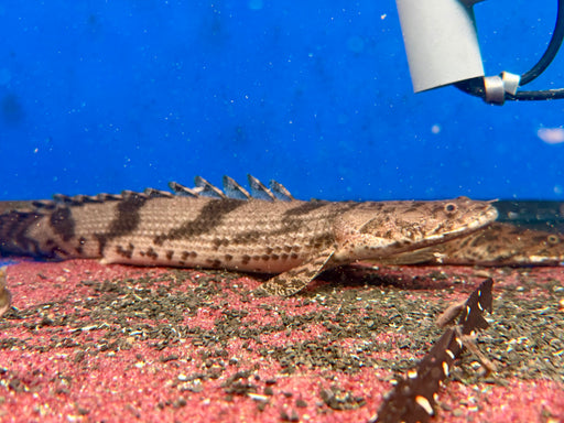* Polypterus * Polypterus Endlicheri “Dabola” 40-50cm
