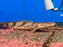 * Polypterus * Polypterus Endlicheri “Dabola” 40-50cm